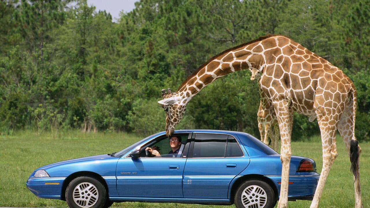Lion Country Safari