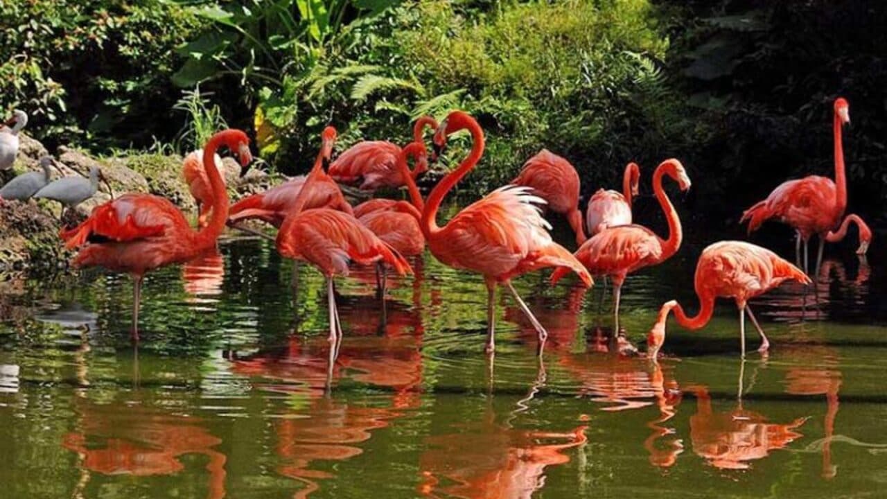 Flamingo Gardens