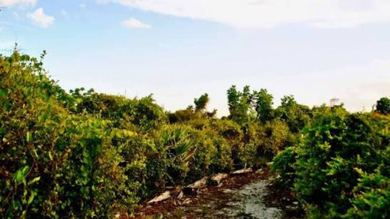 Leon M. Weekes Environmental Preserve
