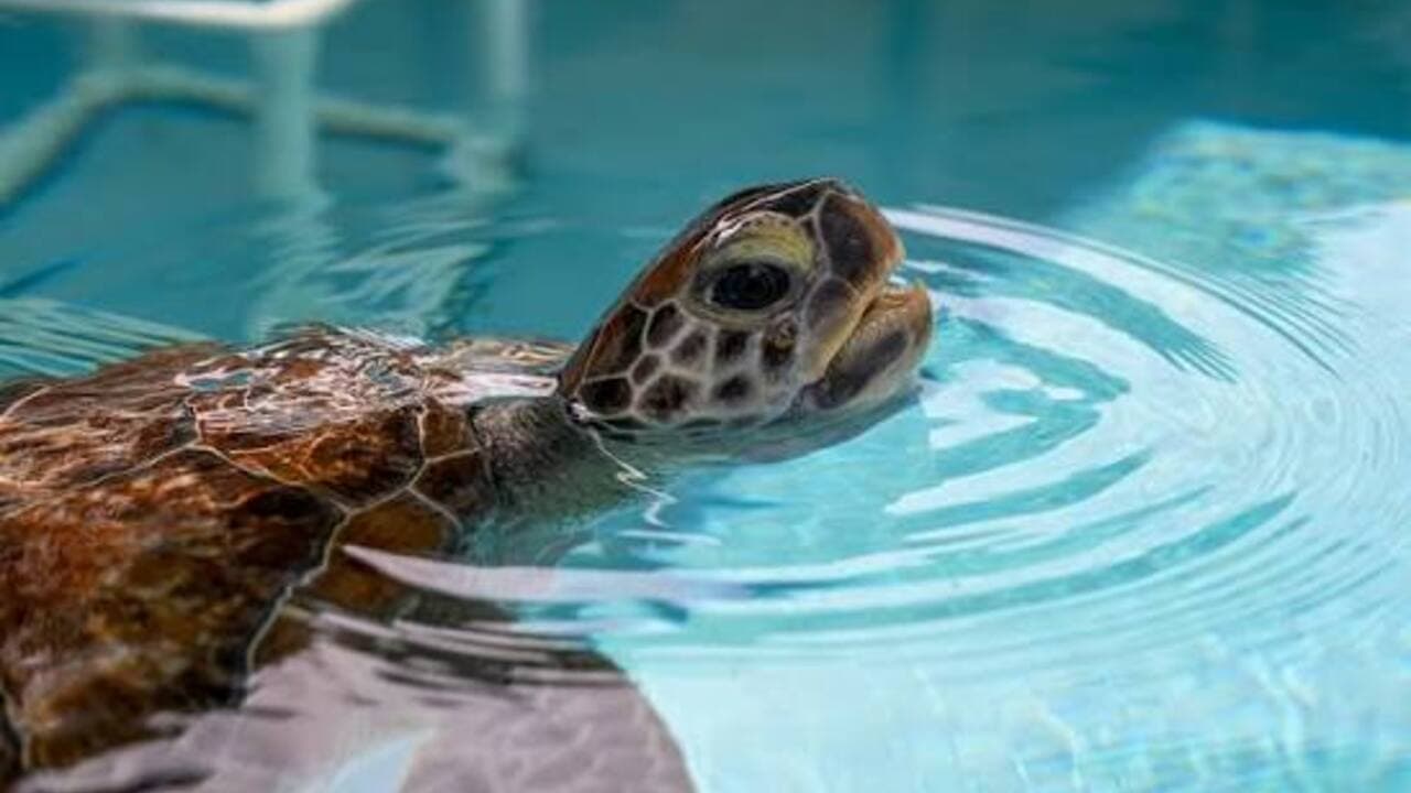 Loggerhead Marinelife Center