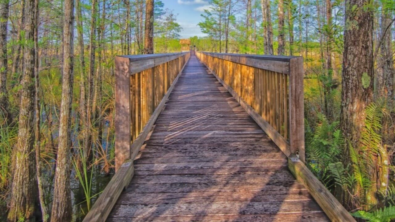 Grassy Waters Preserve